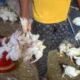 নয়া আতঙ্ক! ভারতে Bird Flu-তে আক্রান্ত হয়ে মৃত্যু ১২ বছরের কিশোরের