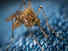 Dengue Fever: সাধারণ Dengue-র চেয়েও বিপজ্জনক ডেঙ্গি হেমোরেজিক, এই রোগের উপসর্গ কী? জানুন...
