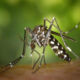 Zika Virus: নতুন আতঙ্ক জিকা! করোনার মতোই ছোঁয়াচে এই ভাইরাসের লক্ষণগুলি জানুন