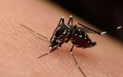 ফের Zika virus-র প্রকোপ দেশে, ১৩ জনের নমুনা পাঠানো হল পুনেতে