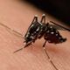 ফের Zika virus-র প্রকোপ দেশে, ১৩ জনের নমুনা পাঠানো হল পুনেতে