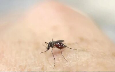 করোনার মধ্যেই বাড়ছে Zika Virus হানা, গর্ভবর্তী মহিলাদের প্রাণসংশয়ের ঝুঁকি
