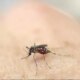 করোনার মধ্যেই বাড়ছে Zika Virus হানা, গর্ভবর্তী মহিলাদের প্রাণসংশয়ের ঝুঁকি