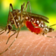 এপ্রিলেই ভয়াবহ আকার নিয়েছে Zika Virus, কোভিডের জন্য পরীক্ষাই হয়নি, জানালেন চিকিৎসকরা