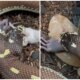 Viral Video: বিরল মুহূর্ত! দুটি মুখে দুটি শিকার, অথচ শরীর একটি