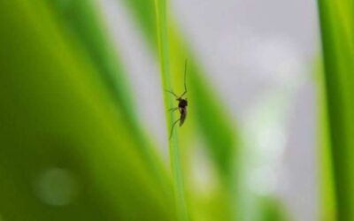 World Mosquito Day 2021: বাড়িতে মশার উপদ্রব? মুক্তি পাবেন এই ঘরোয়া উপায়ে