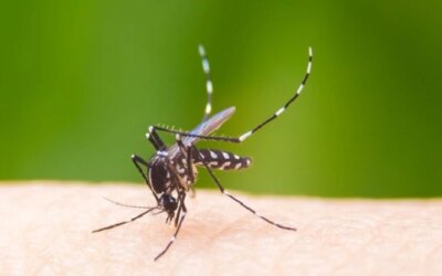 Dengue: রাজ্যে চোখ রাঙাচ্ছে ডেঙ্গি, উদ্বেগ বাড়াচ্ছে কলকাতা ও উত্তর ২৪ পরগনা