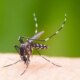 Dengue: রাজ্যে চোখ রাঙাচ্ছে ডেঙ্গি, উদ্বেগ বাড়াচ্ছে কলকাতা ও উত্তর ২৪ পরগনা