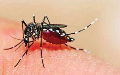 Dengue: রাজ্যে বাড়ছে ডেঙ্গি আক্রান্তের সংখ্যা, নজরে ৩ জেলা